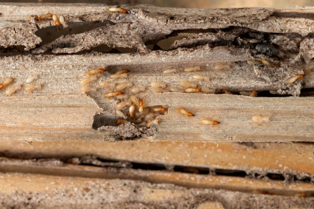 Best Commercial Pest Control Services  in Union, OH